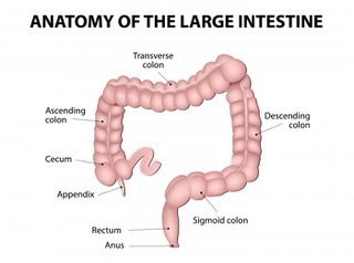 Drawing of colon with labels