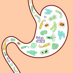 Gut bacteria stomach image